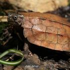 Zacken-Erdschildkröte (II)
