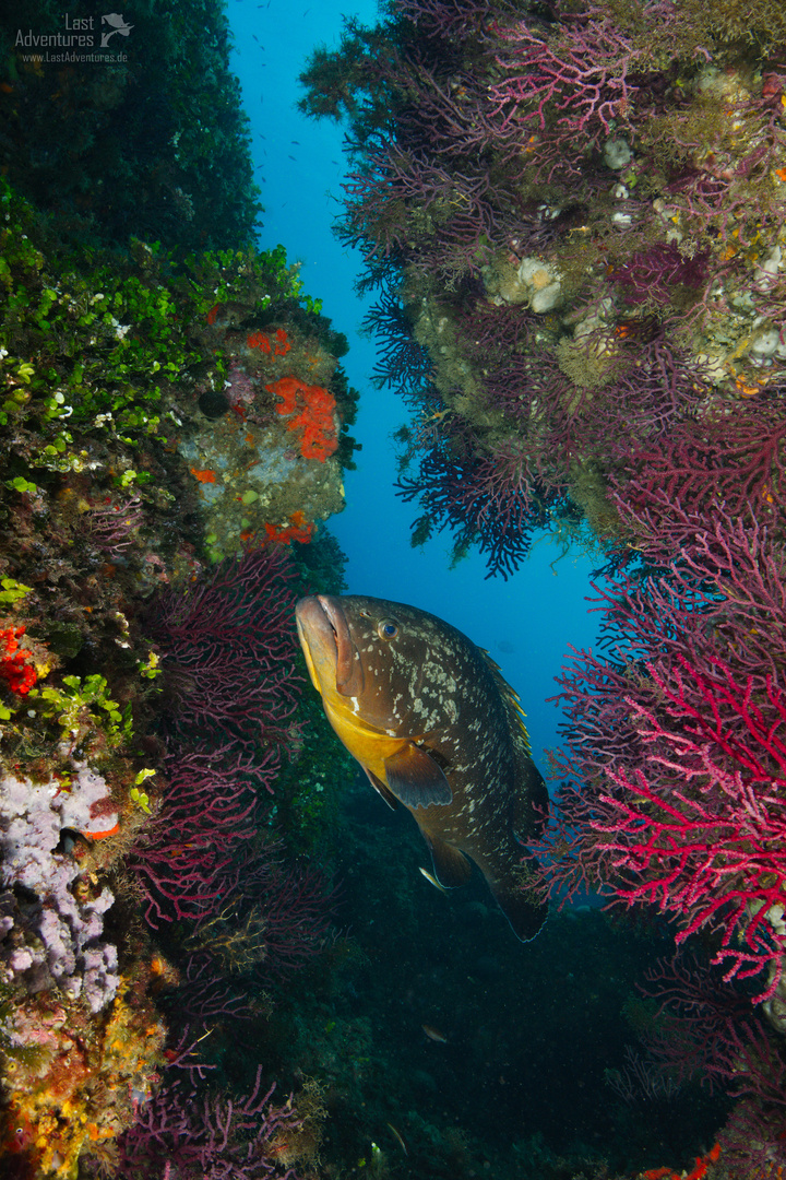 Zackenbarsch im Mittelmeer - Grouper in the Mediterranean Sea