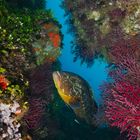 Zackenbarsch im Mittelmeer - Grouper in the Mediterranean Sea