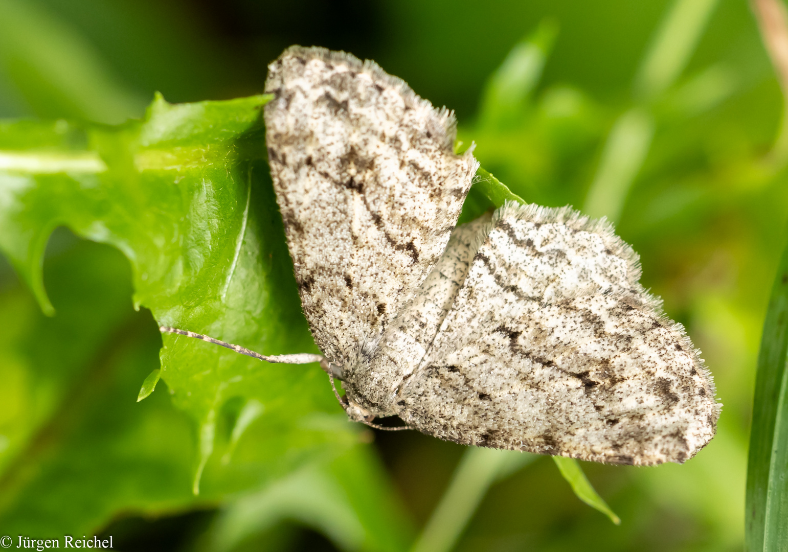 Zackenbindiger Rindenspanner ( Ectropis crepuscularia )