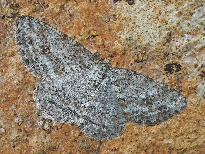 Zackenbindiger Rindenspanner (Ectropis crepuscularia) auf altem Baumstamm ...  