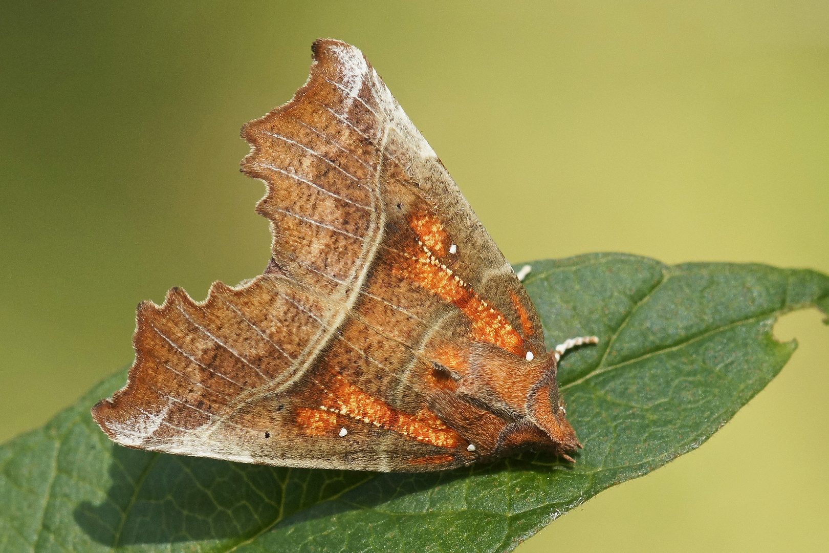 Zackeneule oder auch Krebssuppe genannt (Scoliopteryx libatrix)