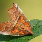 Zackeneule oder auch Krebssuppe genannt (Scoliopteryx libatrix)