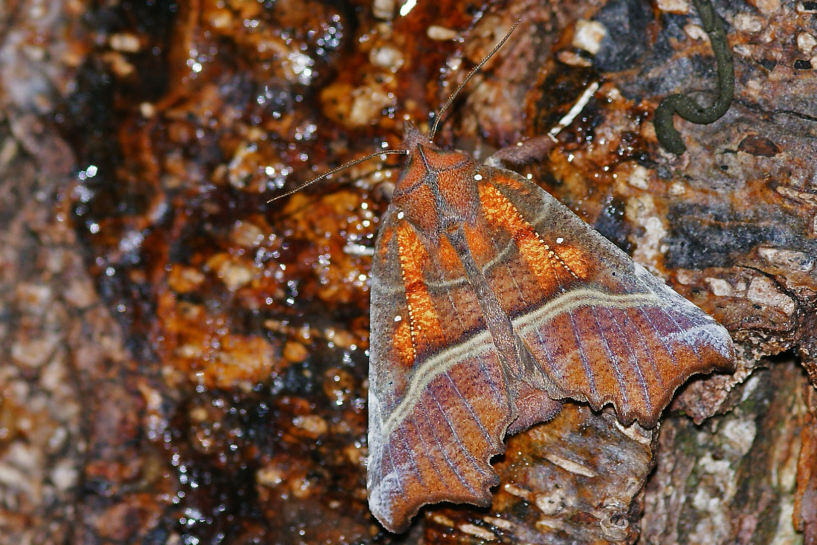 Zackeneule oder auch Krebssuppe genannt (Scoliopteryx libatrix)