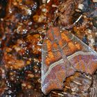 Zackeneule oder auch Krebssuppe genannt (Scoliopteryx libatrix)