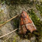 Zackeneule (Scoliopteryx libatrix)