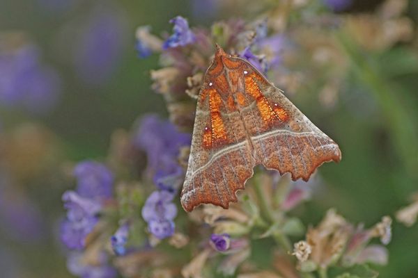 Zackeneule (Scoliopteryx libatrix)