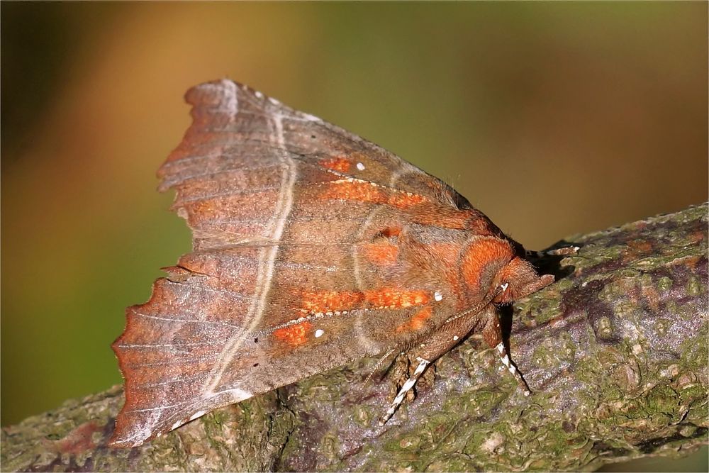 Zackeneule - Scoliopteryx libatrix