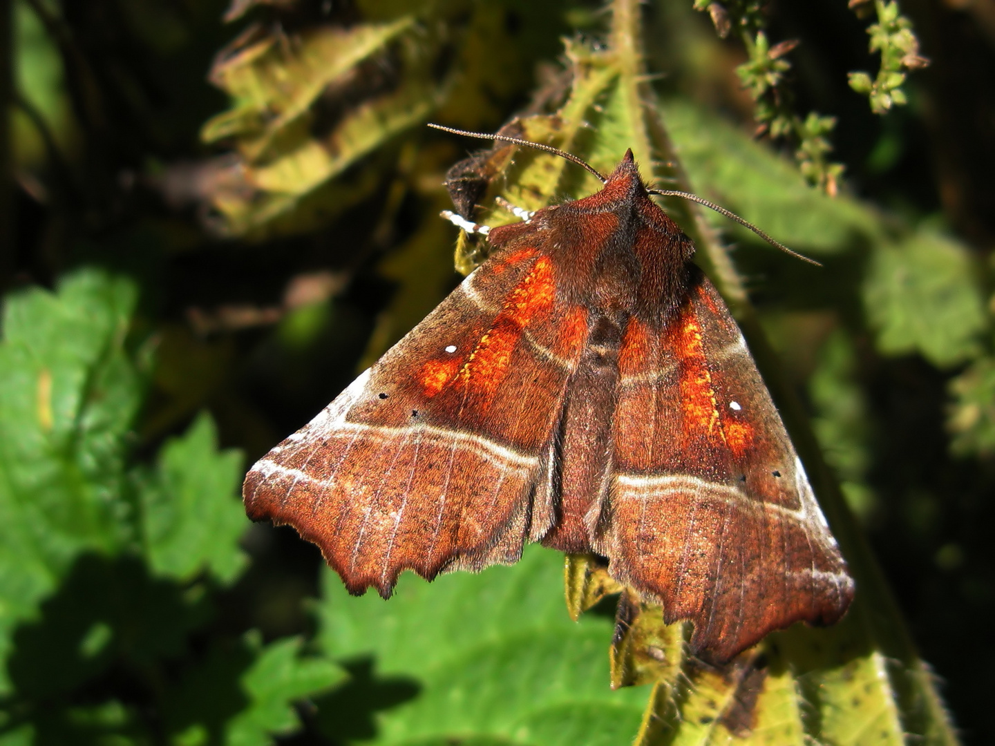 Zackeneule (Scoliopteryx libatrix)