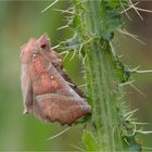 Zackeneule / Zimteule (Scoliopteryx libatrix)