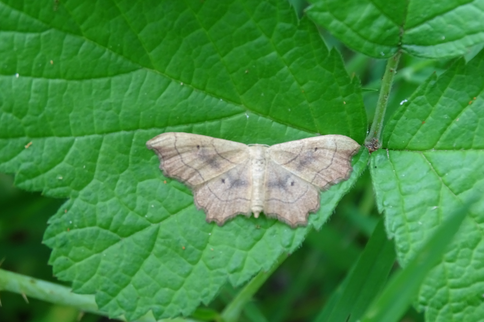 Zackenrand-Zwergspanner (Idaea emarginata)