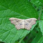 Zackenrand-Zwergspanner (Idaea emarginata)