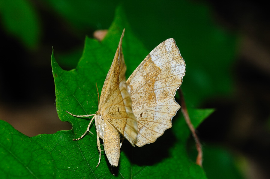 Zackensaum-Heidelbeerspanner (Cepphis advenaria)