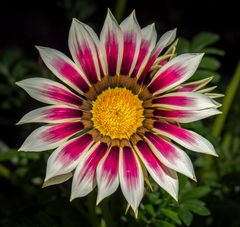 zackiges blütenblätterrad...