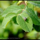 Zäh sind heuer die Schmeissfliegen im Herbst - trotz Morgentau