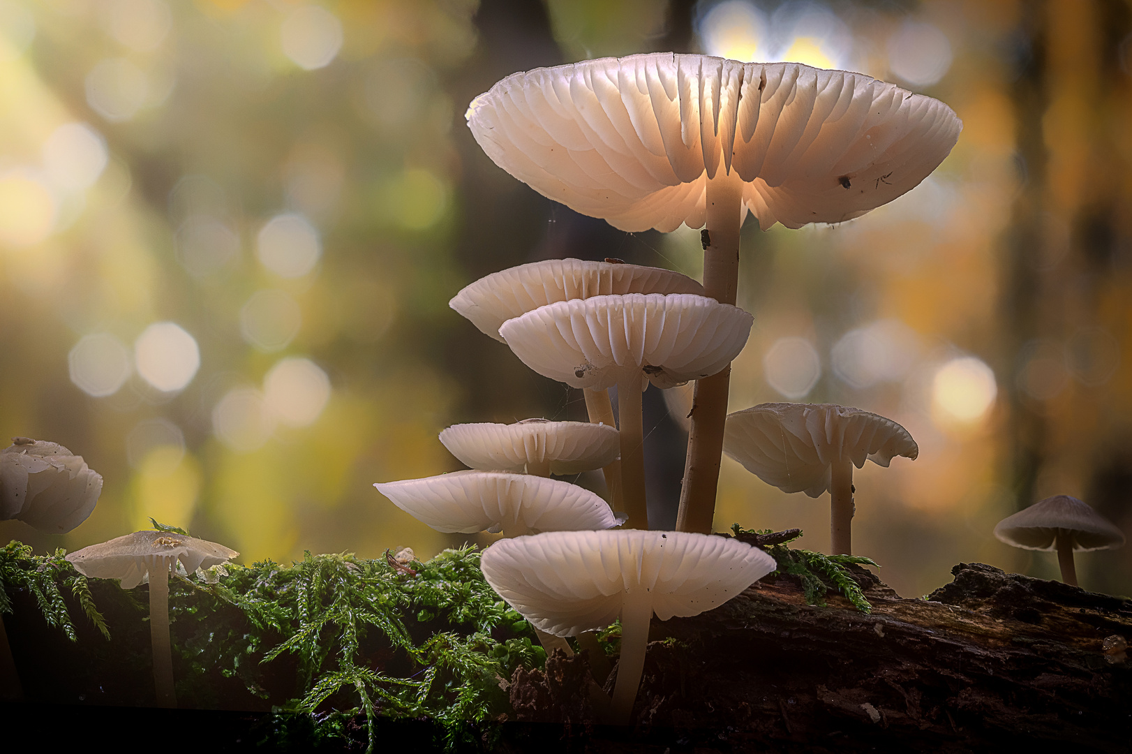 Zäher Fadenhelmling, Graubrauner Helmling MYCENA VITILIS (18 von 18)-Bearbeitet