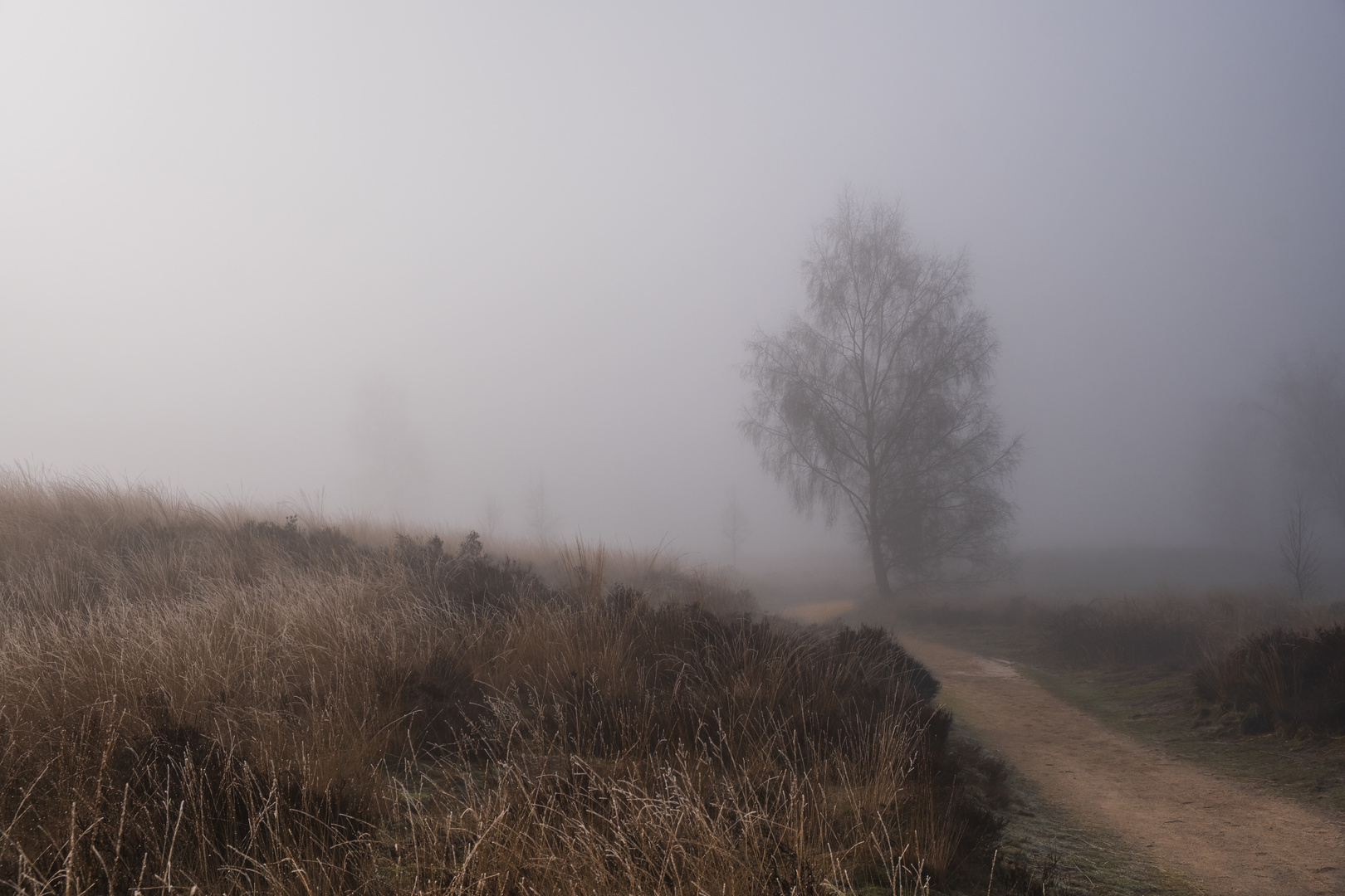 Zäher Nebel am Eendenmeer