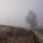 Zäher Nebel am Eendenmeer