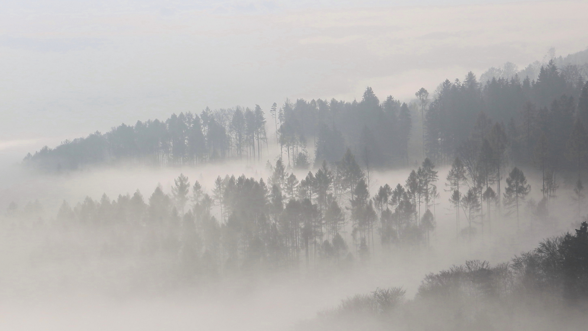 Zäher Nebel am Vormittag