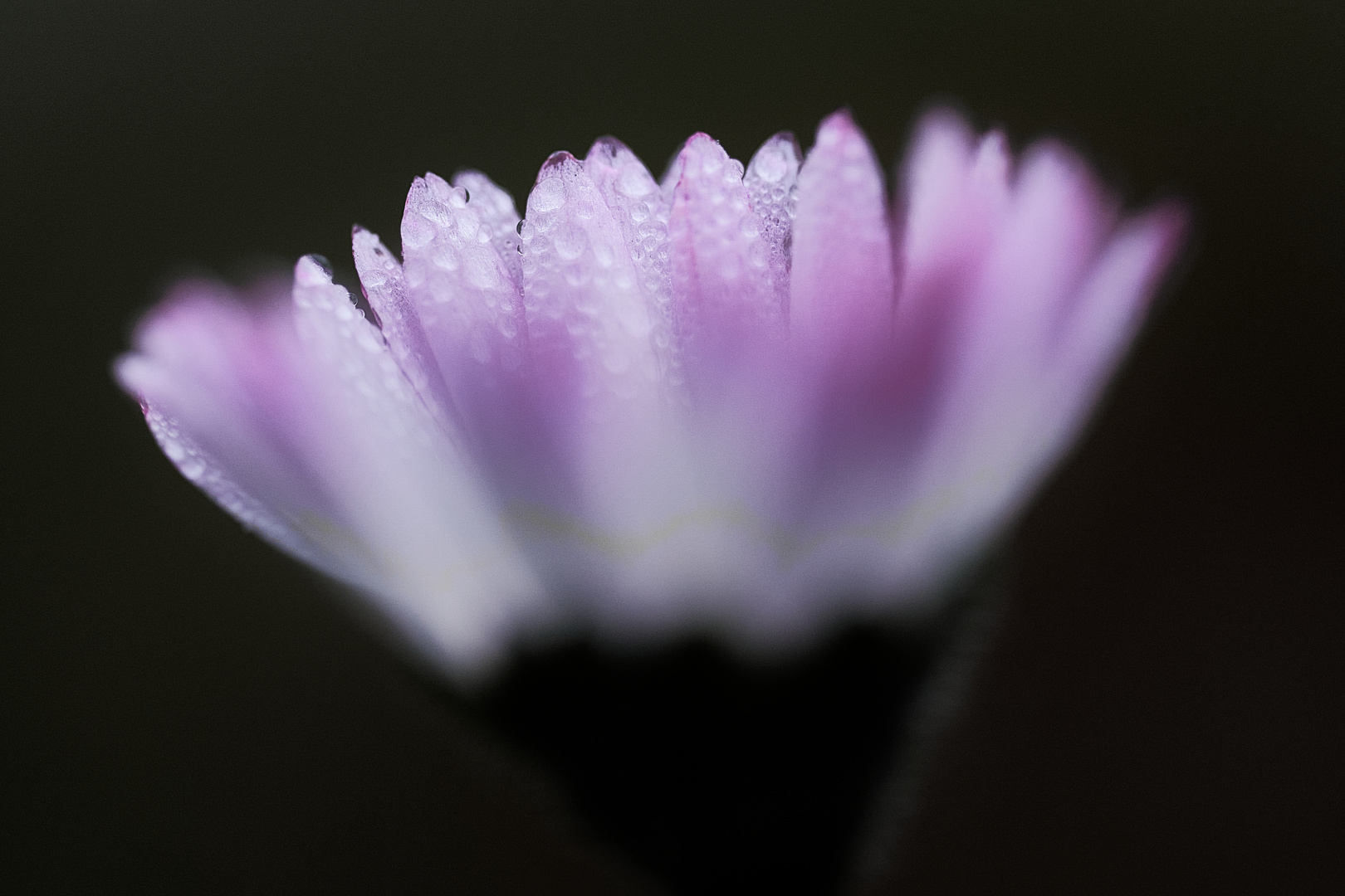 Zähes Gänseblümchen