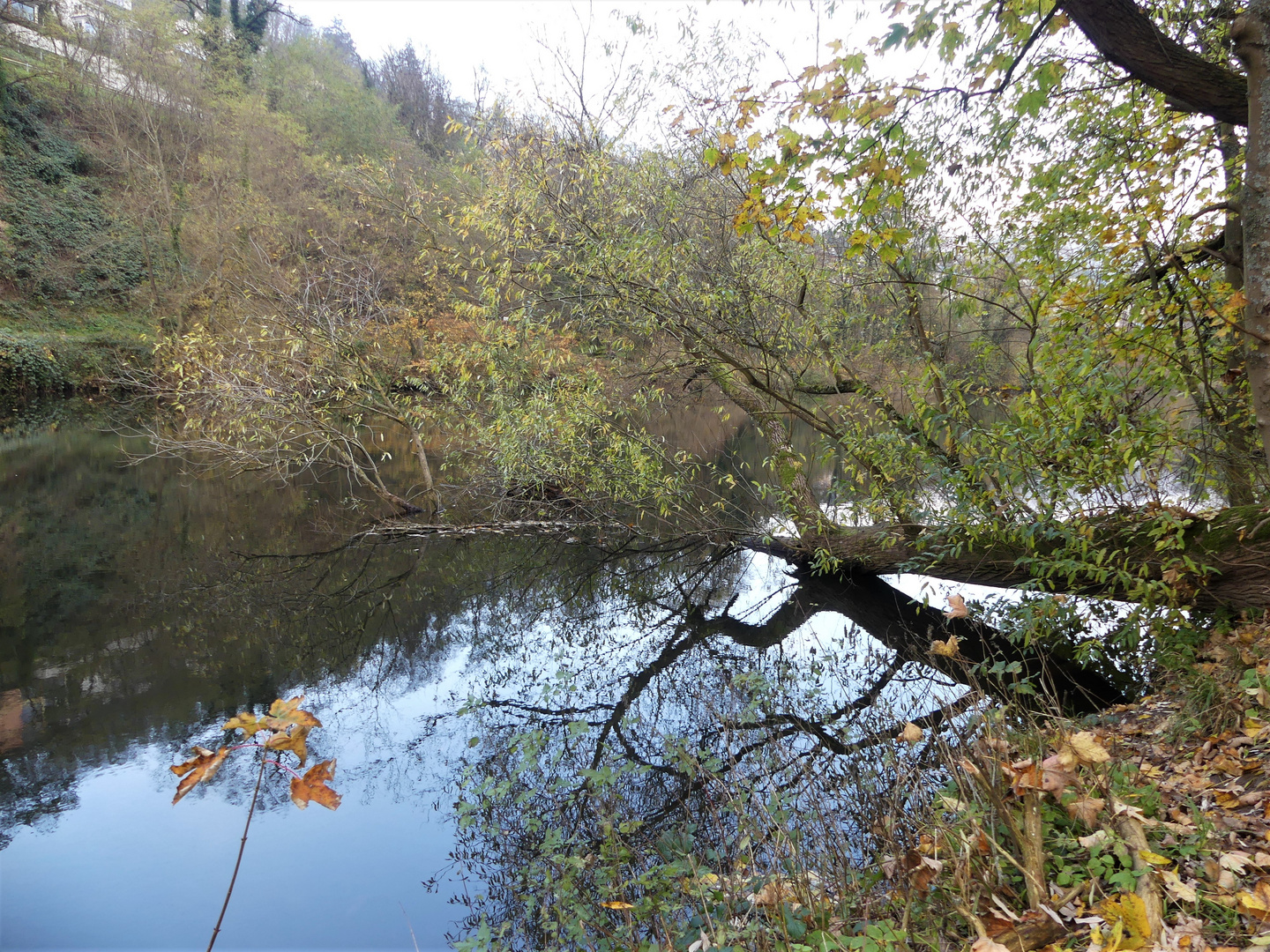 Zählt der Baum jetzt zu den Wasserpflanzen?