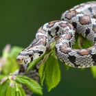 Zählt zu den schönsten Schlangen Europas