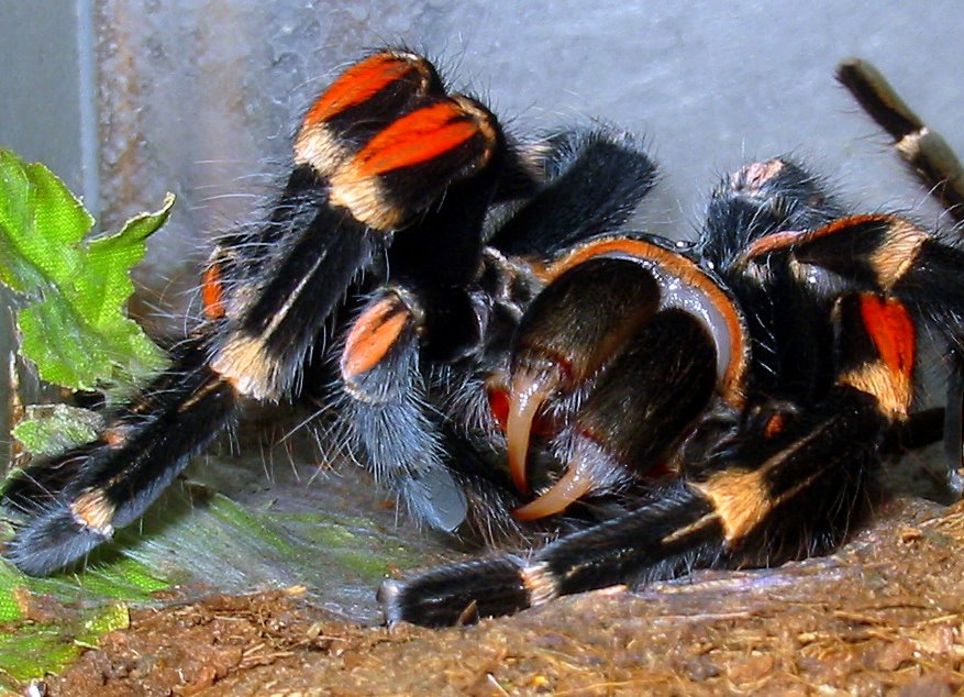 Zähnchen meiner Brachypelma Auratum