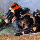 Zähnchen meiner Brachypelma Auratum