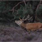 Zähne bleckend... Rothirsch *Cervus elaphus*