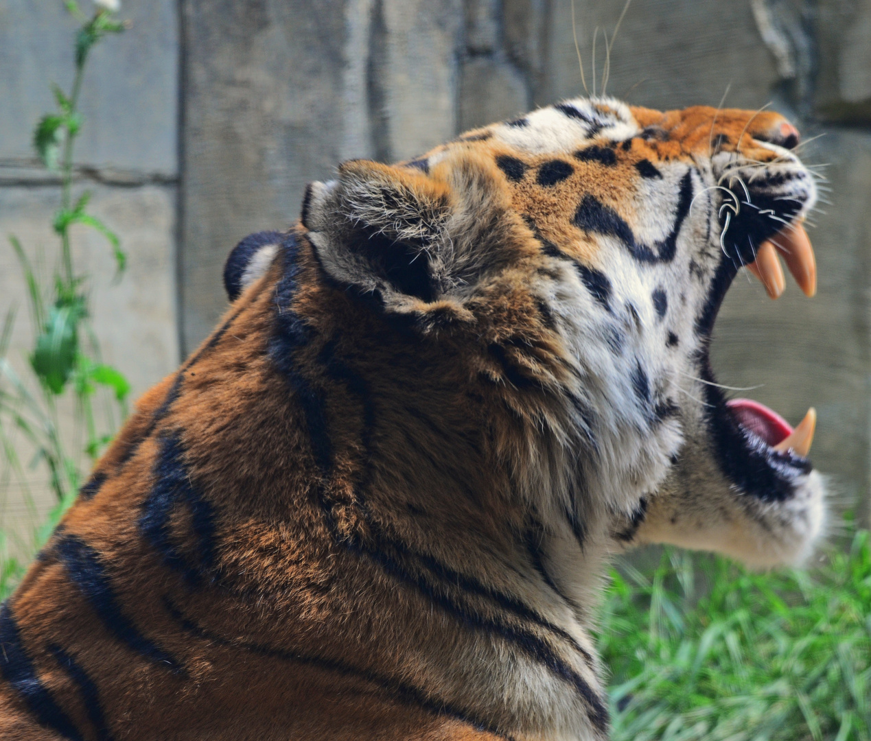 Zähne eines Tigers ...