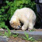 Zähne schärfen , mit Holz ?  Geht nicht !