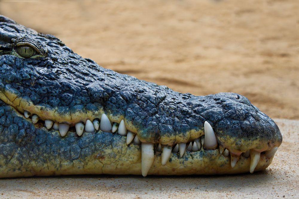 Zähne zeigen Foto & Bild natur, zähne, zoo Bilder auf