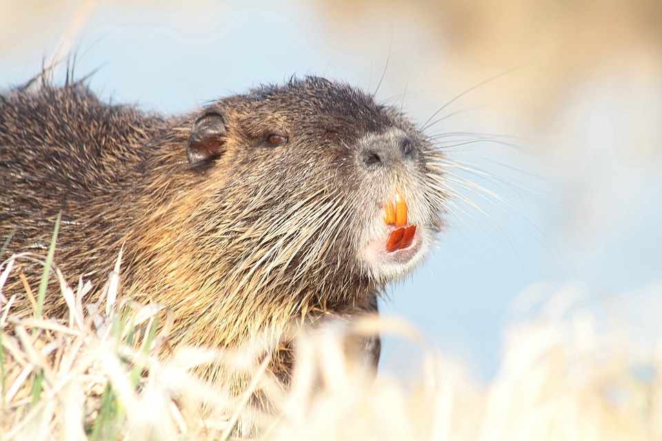 Zähne zeigen - Nutria (Myocastor coypus)