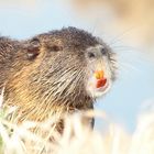 Zähne zeigen - Nutria (Myocastor coypus)