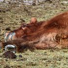 Zähne zusammen 14.°°Uhr, Temperatur 17,4 Grad minus/Eistruhe TIROL