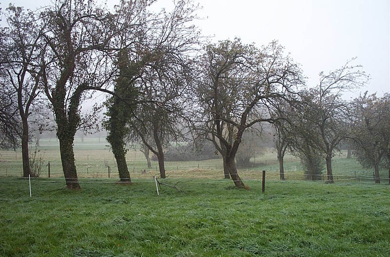 Zähringer Nebel