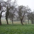 Zähringer Nebel