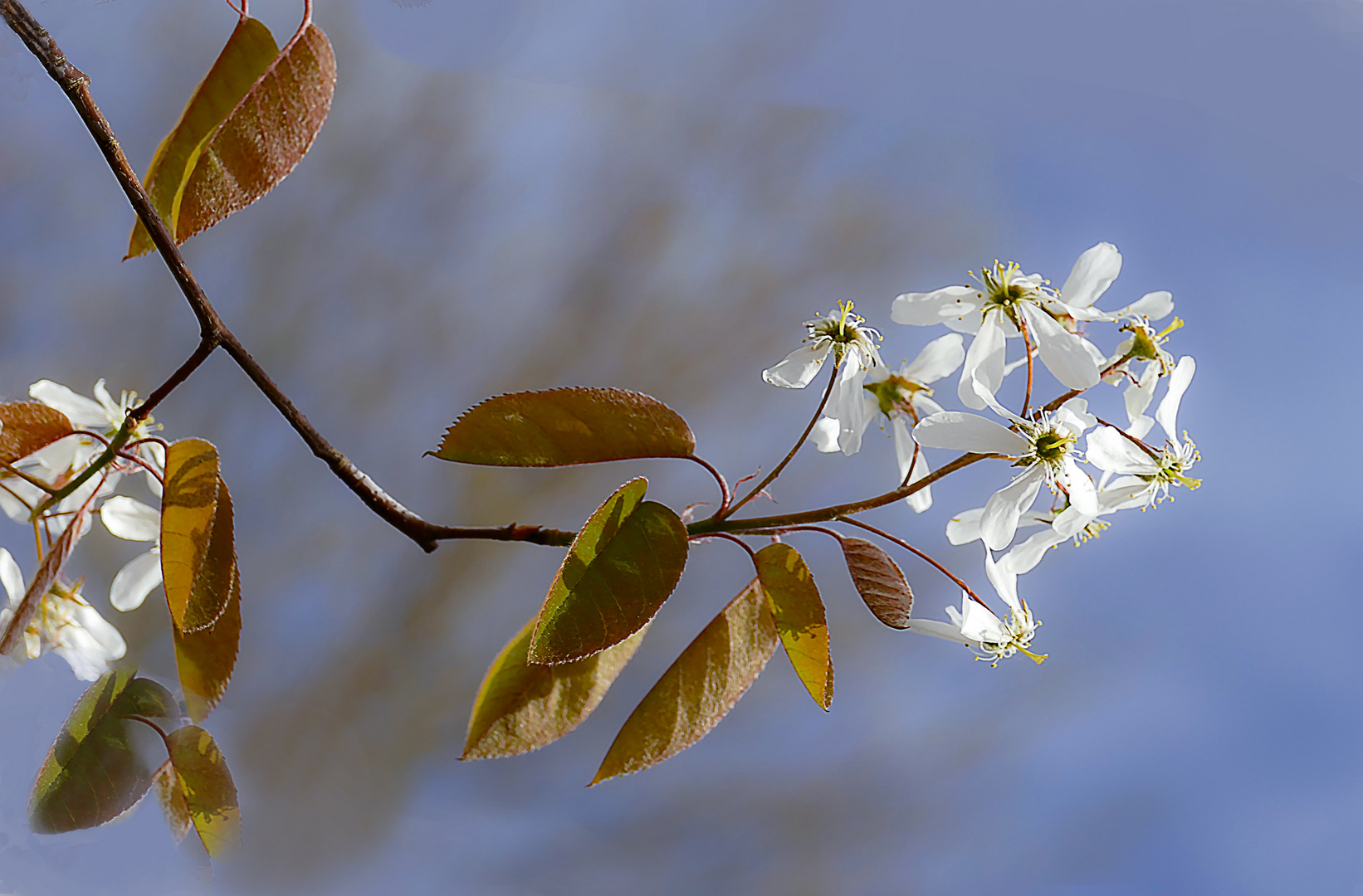 Zärte Blüten  im  Garten  !! 