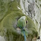 Zärtliche Begegnung der Halsbandsittiche vor ihrem Nest