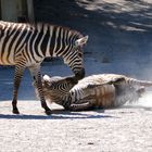 zärtliche Begegnung - Frühlingsgefühle bei den Zebras