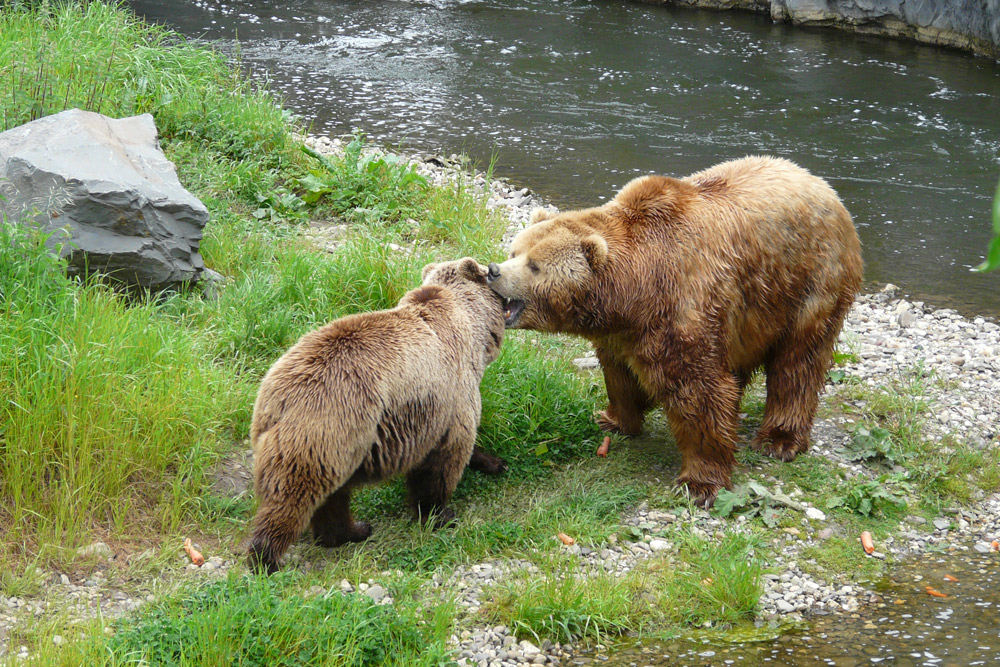 zärtliche Begrüßung zwischen Bären