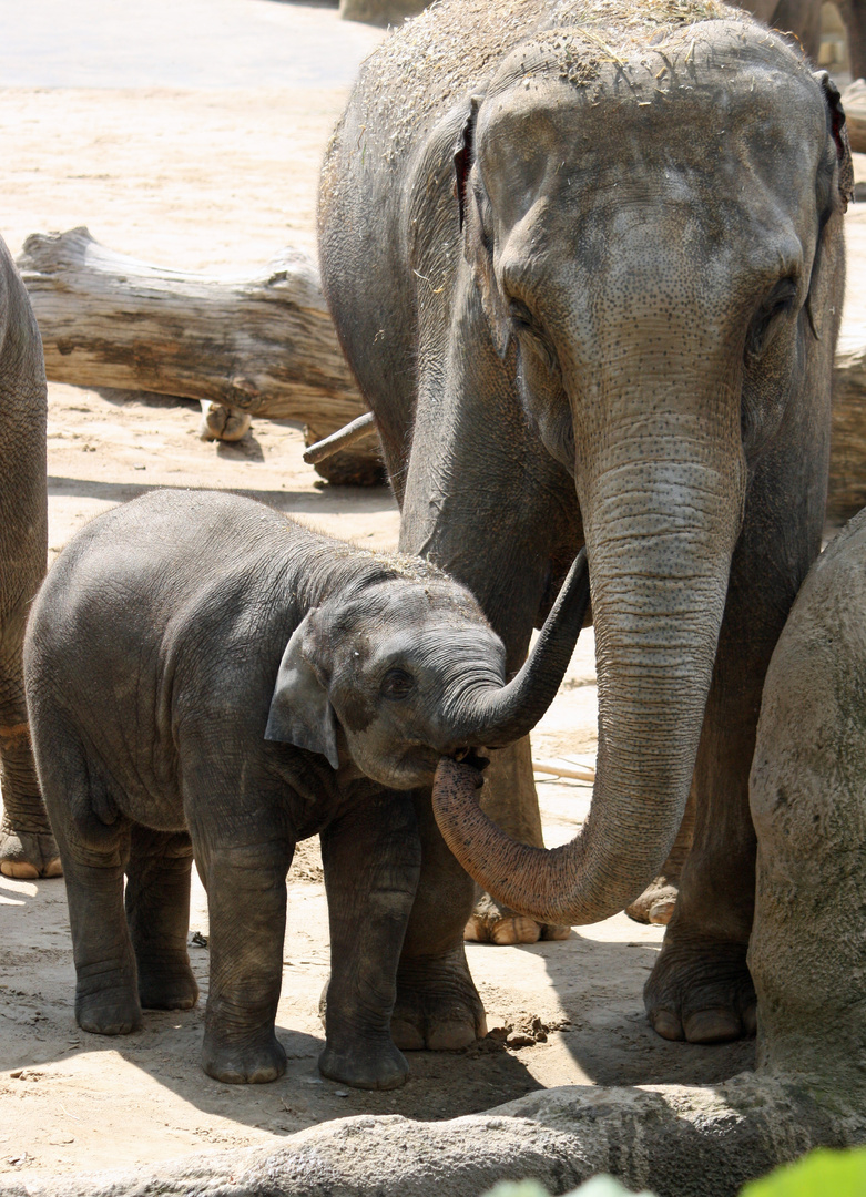zärtliche Berührung Foto & Bild | tiere, zoo, wildpark & falknerei, säugetiere Bilder auf ...