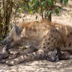 Zärtliche Hyänenmutter