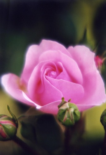 zärtliche Rose