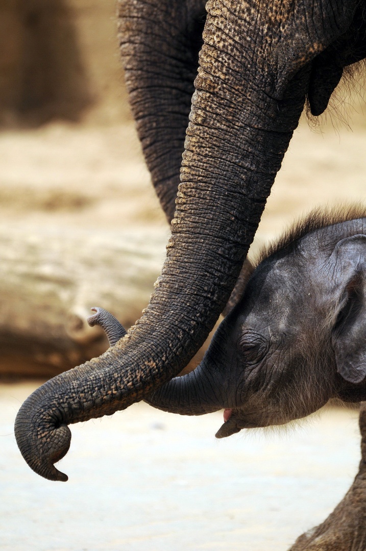 Zärtliche Rüsselleien unter Elefanten