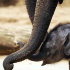 Zärtliche Rüsselleien unter Elefanten