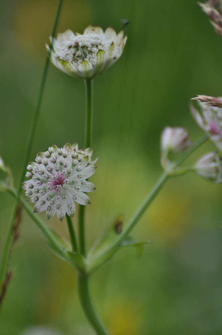 Zärtliche Sommerwiese