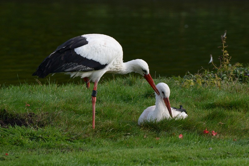 Zärtliche Storche