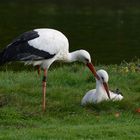 Zärtliche Storche