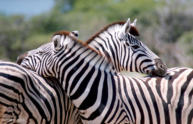 Zärtliche Zebras